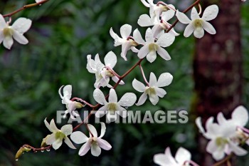 white, flower, white flowers, nani mau botanical gardens, island of hawaii, hawaii, whites, flowers