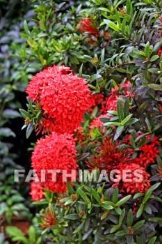 red, flower, red flowers, nani mau botanical gardens, island of hawaii, hawaii, flowers