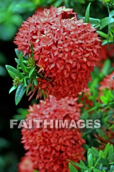 red, flower, red flowers, nani mau botanical gardens, island of hawaii, hawaii, flowers