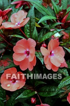 red, flower, red flowers, nani mau botanical gardens, island of hawaii, hawaii, flowers