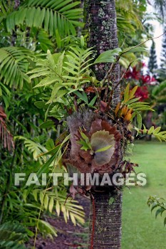 flower, climb, climbs, climbed, climbing, tree, nani mau botanical gardens, island of hawaii, hawaii, flowers, trees