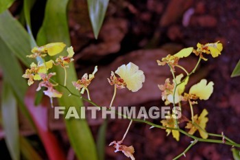 pink, white, pink and white flowers, nani mau botanical gardens, island of hawaii, hawaii, pinks, whites