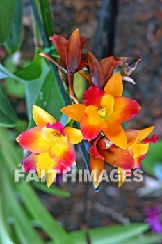 orange, orange flowers, nani mau botanical gardens, island of hawaii, hawaii, oranges