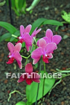 pink, pink flowers, nani mau botanical gardens, island of hawaii, hawaii, pinks