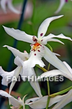 flower, white orchids, white, orchid, nani mau botanical gardens, island of hawaii, hawaii, flowers, whites, orchids