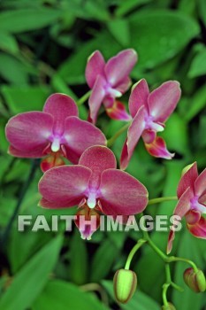 red, flower, red flowers, nani mau botanical gardens, island of hawaii, hawaii, flowers