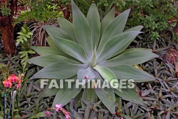 exotic plant, nani mau botanical gardens, island of hawaii, hawaii