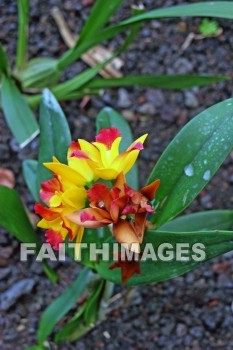 flower, red, yellow, red and yellow flowers, nani mau botanical gardens, island of hawaii, hawaii, flowers, yellows