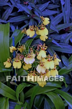 flower, yellow, yellow flowers, nani mau botanical gardens, island of hawaii, hawaii, flowers, yellows