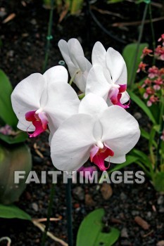 flower, white, white orchids, orchid, nani mau botanical gardens, island of hawaii, hawaii, flowers, whites, orchids