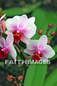 flower, white, pink, white and pink flowers, nani mau botanical gardens, island of hawaii, hawaii, flowers, whites, pinks