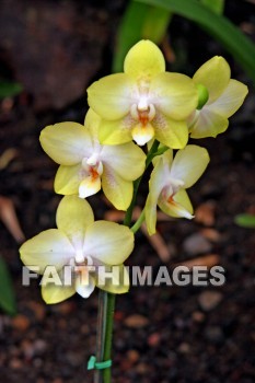 flower, yellow, yellow flowers, nani mau botanical gardens, island of hawaii, hawaii, flowers, yellows