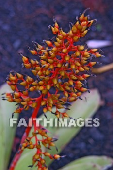 flower, red, red flowers, nani mau botanical gardens, island of hawaii, hawaii, flowers