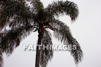 tree, palm, palm tree, nani mau botanical gardens, island of hawaii, hawaii, trees, palms