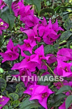 flower, pink, pink flowers, nani mau botanical gardens, island of hawaii, hawaii, flowers, pinks