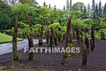 tree, palm, palm trees, nani mau botanical gardens, island of hawaii, hawaii, trees, palms