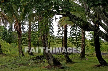 tree, palm, palm trees, nani mau botanical gardens, island of hawaii, hawaii, trees, palms