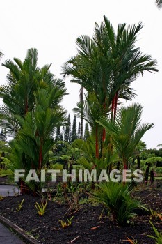 tree, palm, palm trees, nani mau botanical gardens, island of hawaii, hawaii, trees, palms