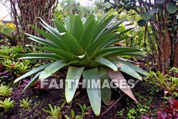 plant, exotic plant, leaf, nani mau botanical gardens, island of hawaii, hawaii, plants, leaves