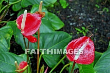 tulip anthurium, red, flower, red flowers, nani mau botanical gardens, island of hawii, hawaii, flowers