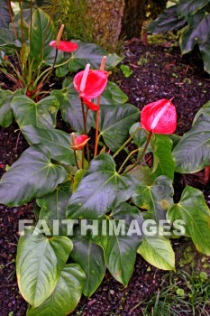 tulip anthurium, red, flower, red flowers, nani mau botanical gardens, island of hawaii, hawaii, flowers