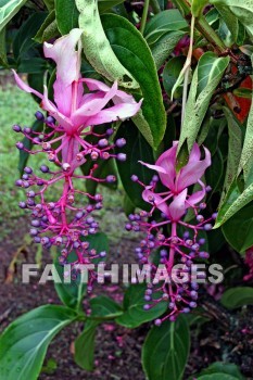 flower, pink, pink flowers, nani mau botanical gardens, island of hawaii, hawaii, flowers, pinks