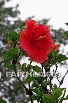 hibiscus, red flowers, red, flower, nani mau botanical gardens, island of hawaii, hawaii, flowers