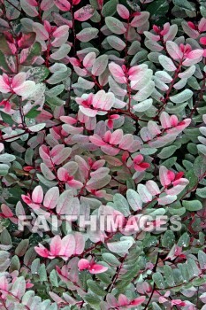 multi-colored, leaf, multi-colored leaves, nani mau botanical gardens, island of hawaii, hawaii, leaves