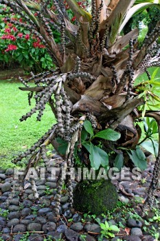 exotic plant, nani mau botanical gardens, island of hawaii, hawaii