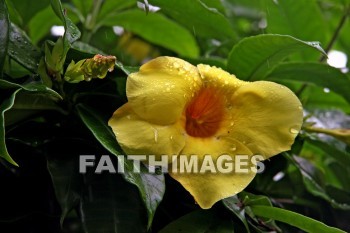 allamanda, yellow flowers, yellow, flower, nani mau botanical gardens, island of hawaii, hawaii, yellows, flowers