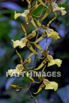 flower, yellow flowers, yellow, nani mau botanical gardens, island of hawaii, hawaii, flowers, yellows