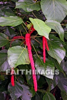 chenille, red flowers, red, flower, nani mau botanical gardens, island of hawaii, hawaii, flowers