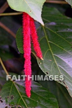 chenille, red flowers, red, flower, nani mau botanical gardens, island of hawaii, hawaii, flowers