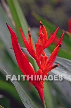 orange flowers, orange, flower, nani mau botanical gardens, island of hawaii, hawaii, oranges, flowers