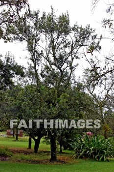 tree, macadamia nut, macadamia nut trees, nani mau botanical gardens, island of hawaii, hawaii, trees