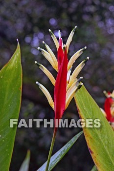 sassy, parrot's beak heliconia, heliconia, red and yellow flowers, red, yellow, nani mau botanical gardens, island of hawaii, hawaii, yellows