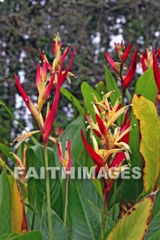 sassy, parrot's beak heliconia, heliconia, red and yellow flowers, red, yellow, nani mau botanical gardens, island of hawaii, hawaii, yellows