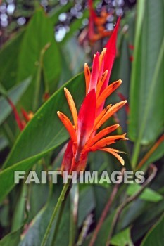 heliconia, orange flowers, orange, flower, nani mau botanical gardens, island of hawaii, hawaii, oranges, flowers