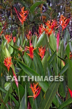 heliconia, orange flowers, orange, flower, nani mau botanical gardens, island of hawaii, hawaii, oranges, flowers