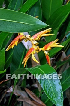 sassy, parrot's beak heliconia, heliconia, red and yellow flowers, red, yellow, nani mau botanical gardens, island of hawaii, hawaii, yellows