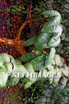 exotic plant, nani mau botanical gardens, island of hawaii, hawaii