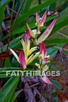 sassy, parrot's beak heliconia, heliconia, red and yellow flowers, red, yellow, nani mau botanical gardens, island of hawaii, hawaii, yellows