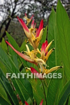 sassy, parrot's beak heliconia, heliconia, red and yellow flowers, red, yellow, nani mau botanical gardens, island of hawaii, hawaii, yellows