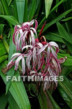 sumatran giant lily, pink and white flowers, pink, white, flower, nani mau botanical gardens, island of hawaii, hawaii, pinks, whites, flowers