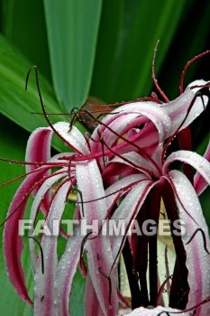 sumatran giant lily, pink and white flowers, pink, white, flower, nani mau botanical gardens, island of hawaii, hawaii, pinks, whites, flowers