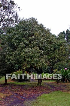 macadamia, macadamia nut, tree, macadamia nut trees, nani mau botanical gardens, island of hawaii, hawaii, trees