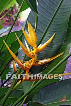 heliconia, orange flowers, orange, flower, nani mau botanical gardens, island of hawaii, hawaii, oranges, flowers