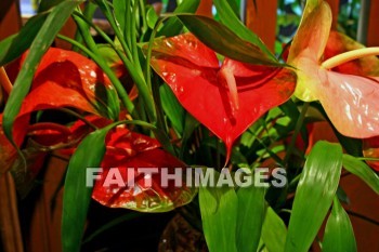 anthurium, red, red flowers, flower, volcano national park, island of hawaii, hawaii, flowers