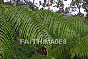 forest, ferms, volcano national park, island of hawaii, hawaii, forests