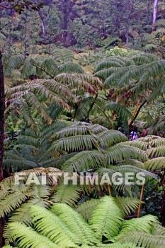 forest, ferms, volcano national park, island of hawaii, hawaii, forests